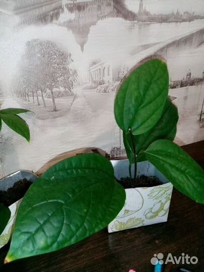 Клеродендрум госпожи Томпсон