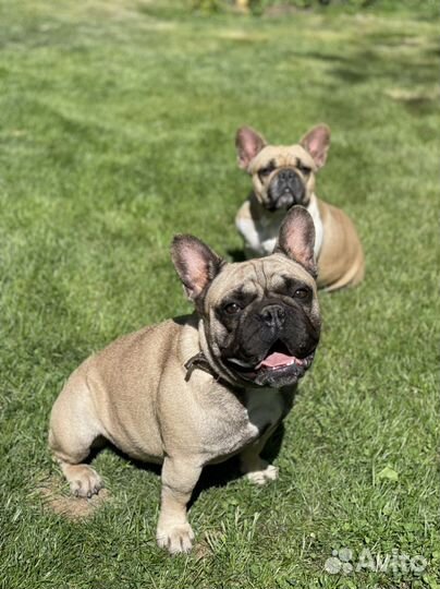 Вязка кобели на выбор французский бульдог