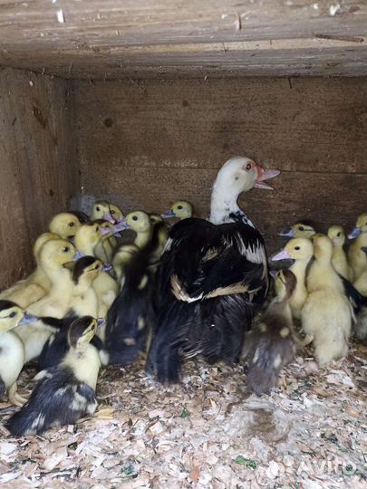 Индюшата, петушки пушкинские, индоутята