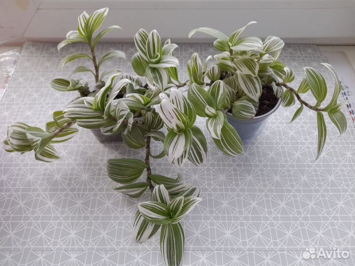 Традесканция