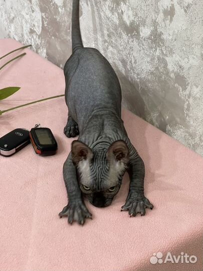 Черная пантера