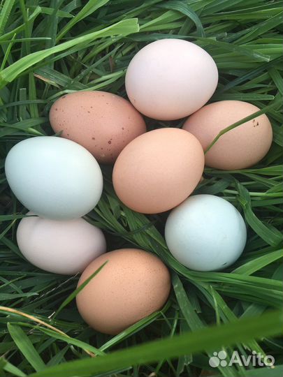 Домашние яички от породных курочек