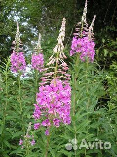 Ручной ферминтации иван-чай крупнолистный