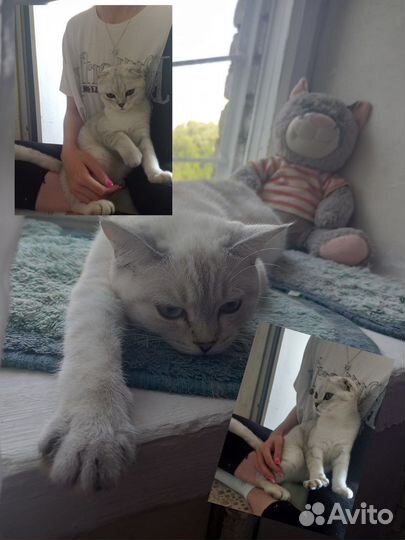 Передержка животных (у меня и у вас дома)