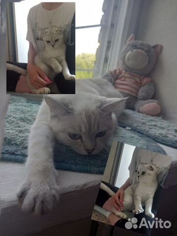 Передержка животных (у меня и у вас дома)