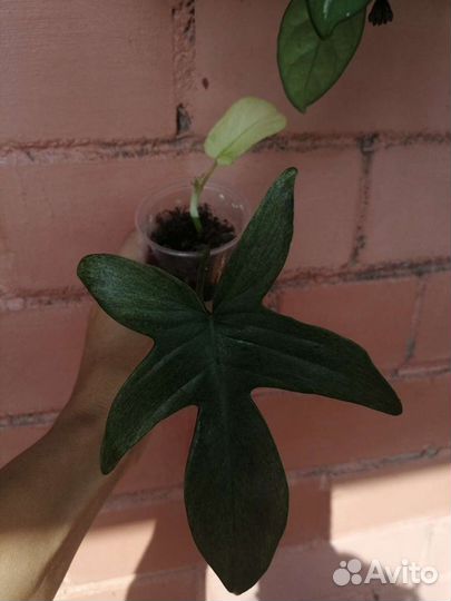 Филодендроны