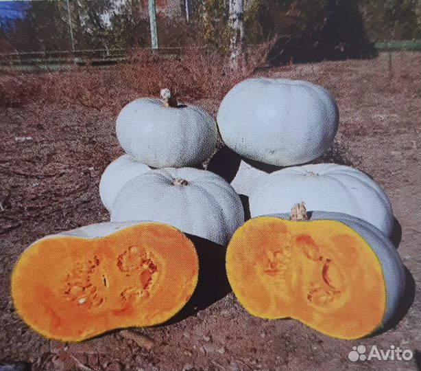 Семена тыквы крошка