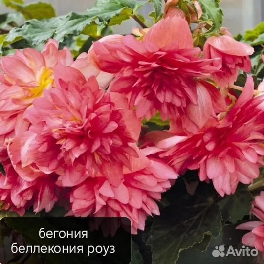 Бегония в 200 мл