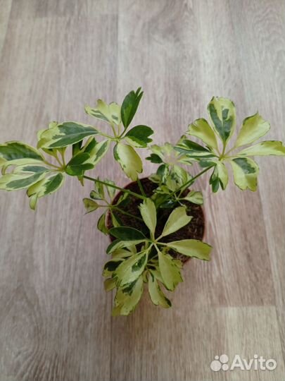 Комнатные цветы. Шеффлера Janine var