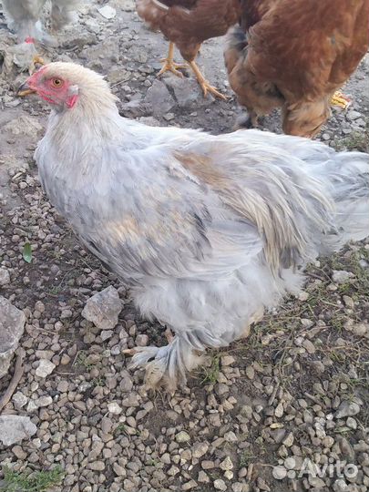 Петух брама изабелла