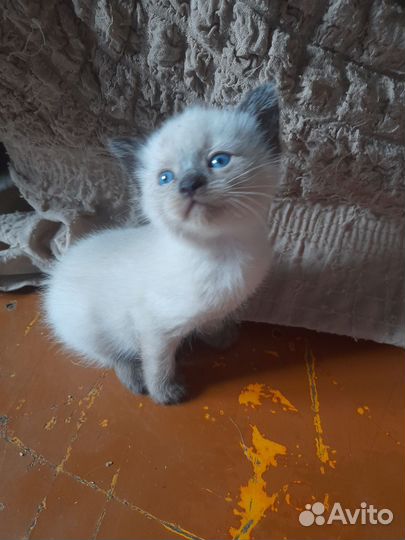 Кошечка в добрые руки