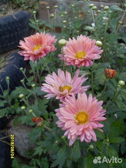 Хризантемы ромашковидные