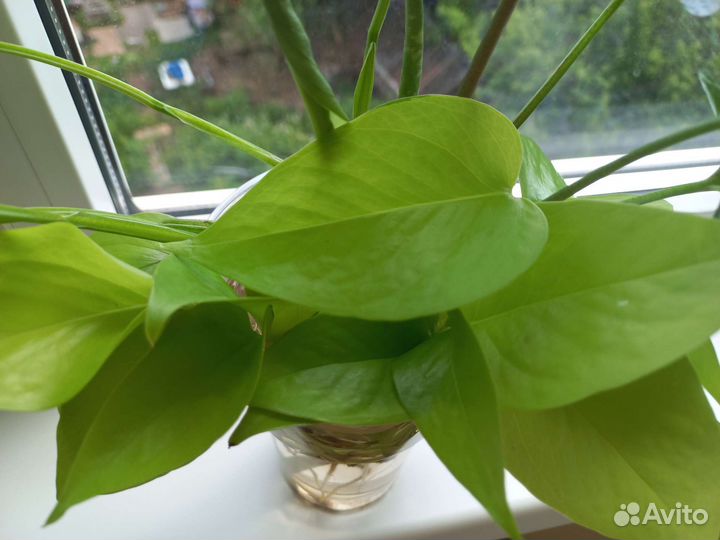 Эпипремнум Голден Потос