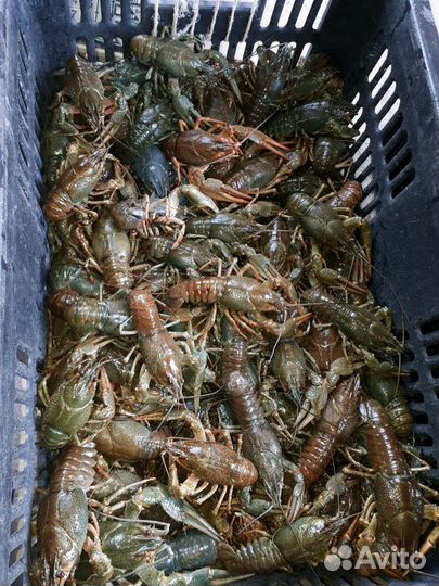 Раки с Волги. Сотрудничество с рыбаками