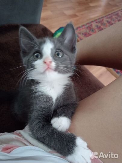 Отдам в добрые руки котят