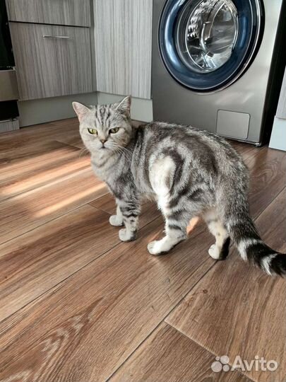 Кошка в дар