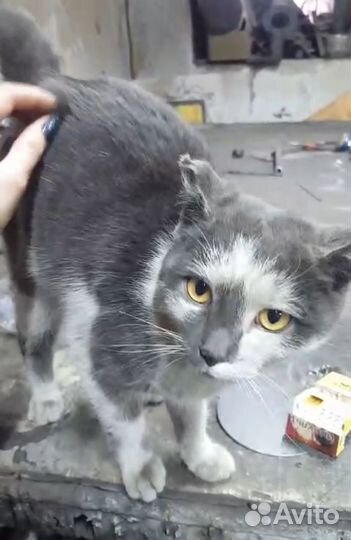 Котик ищет дом