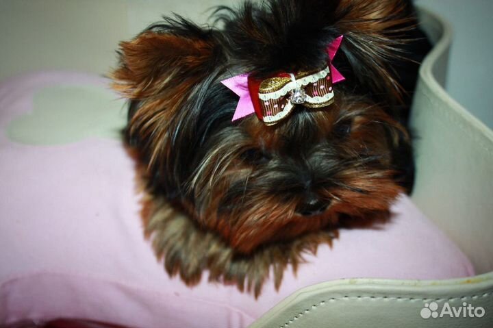 Щенки йоркширского терьера