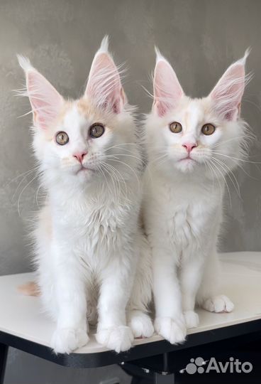 Мейн кун котята