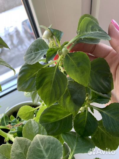 Бальзамин махровый