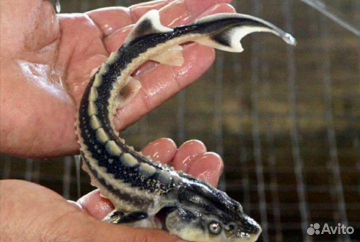 Подрощенные мальки рукал, ленки и бестера