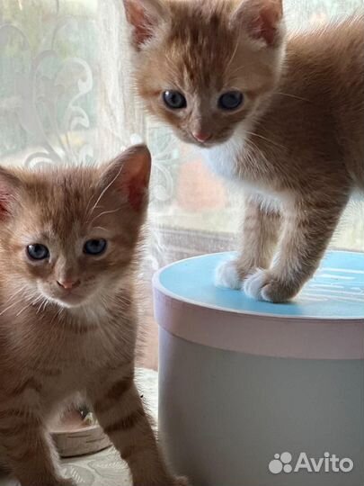 Котята рыжие бесплатно