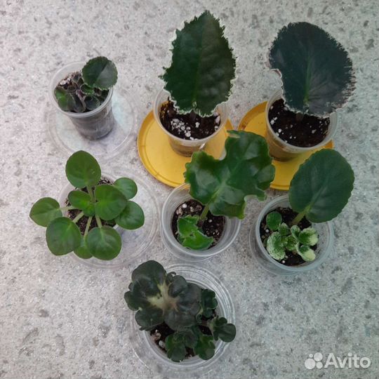 Фиалка набор