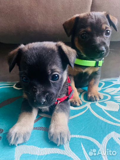 Девчушки-веселушки в добрые руки