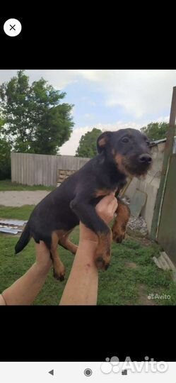 Щенки ягдтерьера