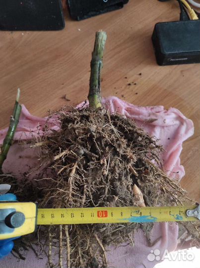 Бамбук живая изгородь корни