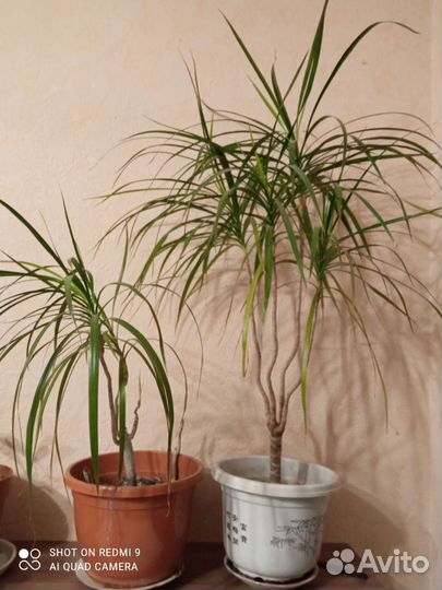 Комнатные цветы