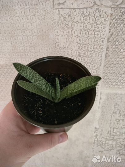 Гастерия Веррукоза