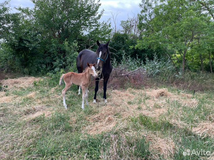 Орловская кобыла