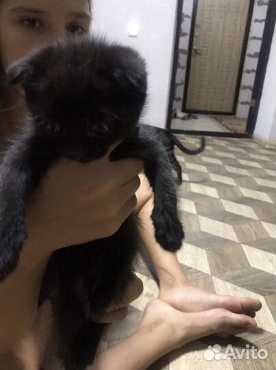 Котята вислоухие