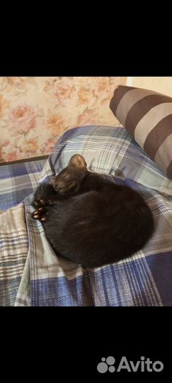 Норка Соболь Хорёк Ласка с доставкой по РФ