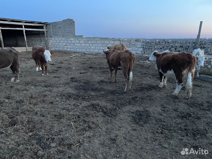 Быки,коровы,телята