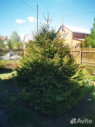 Ель обыкновенная. 5 м