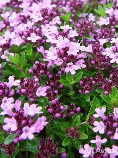 Растения для сада