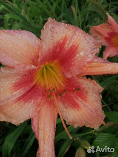 Лилейники сортовые