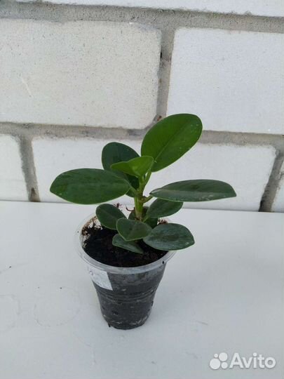 Фикус формоза