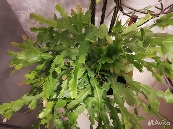 Декабрист шлюмбергера