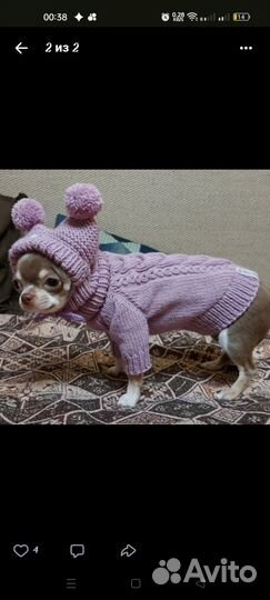 Одежда для животных