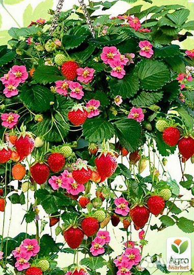 Сортовая ампельная клубника