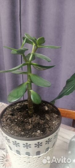 Домашние цветы Разные