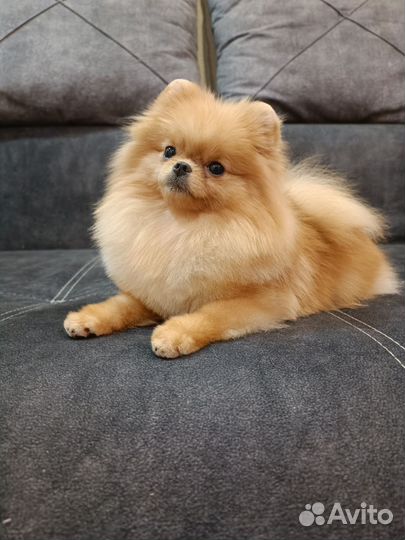 Померанский шпиц мини