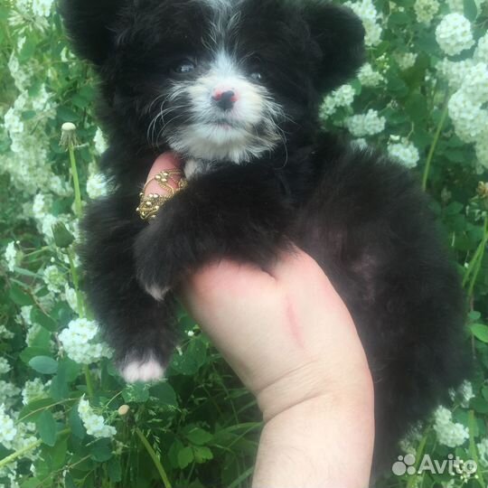 Эксклюзивный микро Тэдди Тиффани