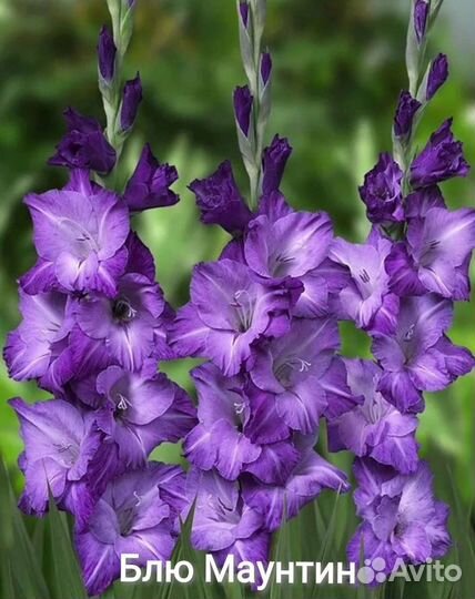 Гладиолусы коллекционные и сортовые