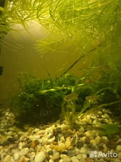 Рыбки гуппи