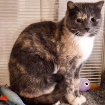 Взрослая, кошка в добрые руки