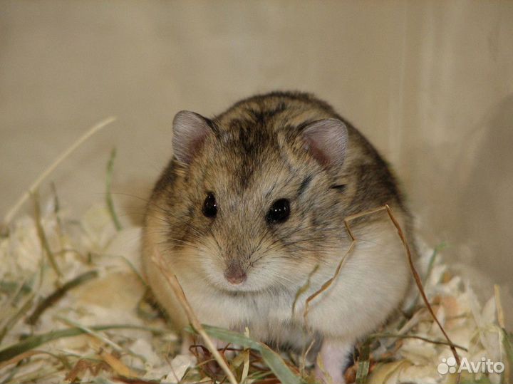 Хомяк Кемпбелла